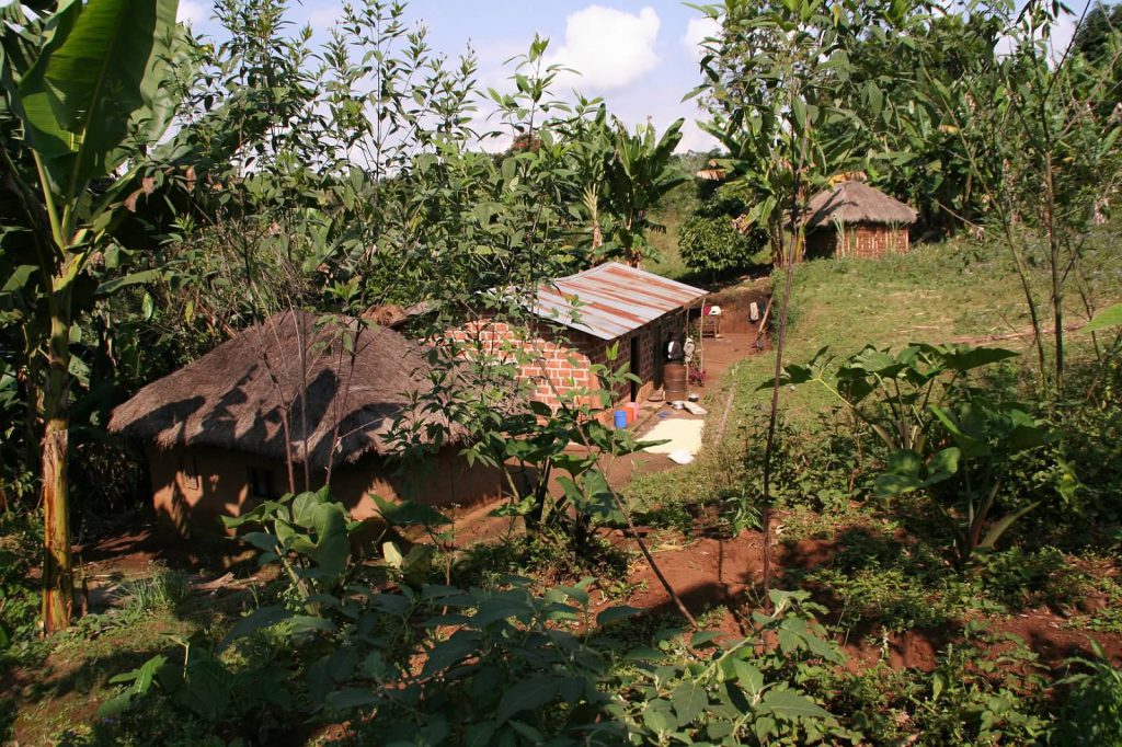 manmade small houses in a field surrounded by trees