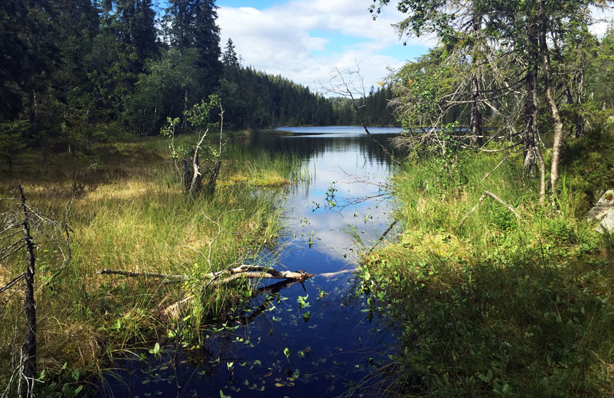 stream flowing through grassy area with a surrounding woodland area