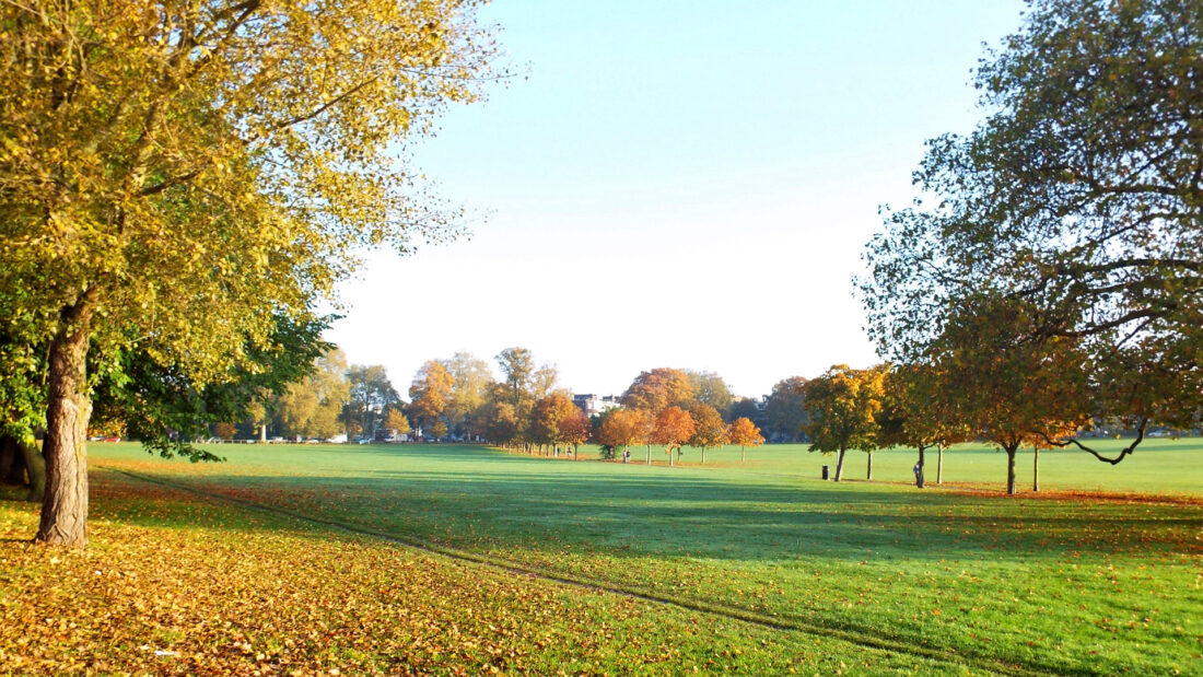 park covered with grass and some trees 