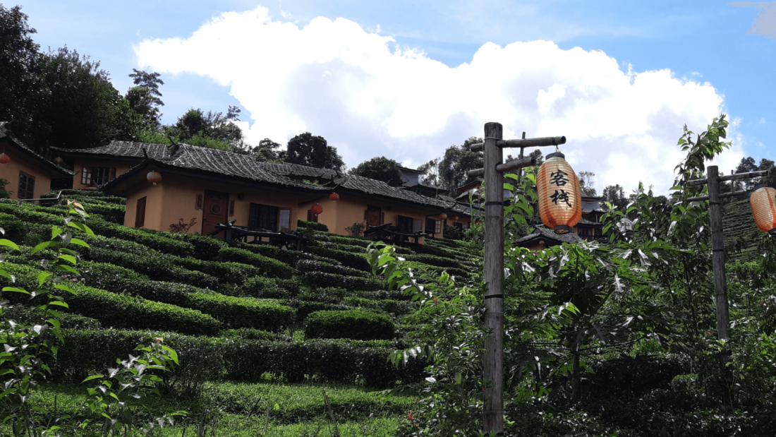 lanterns hang  in garden with house in background 