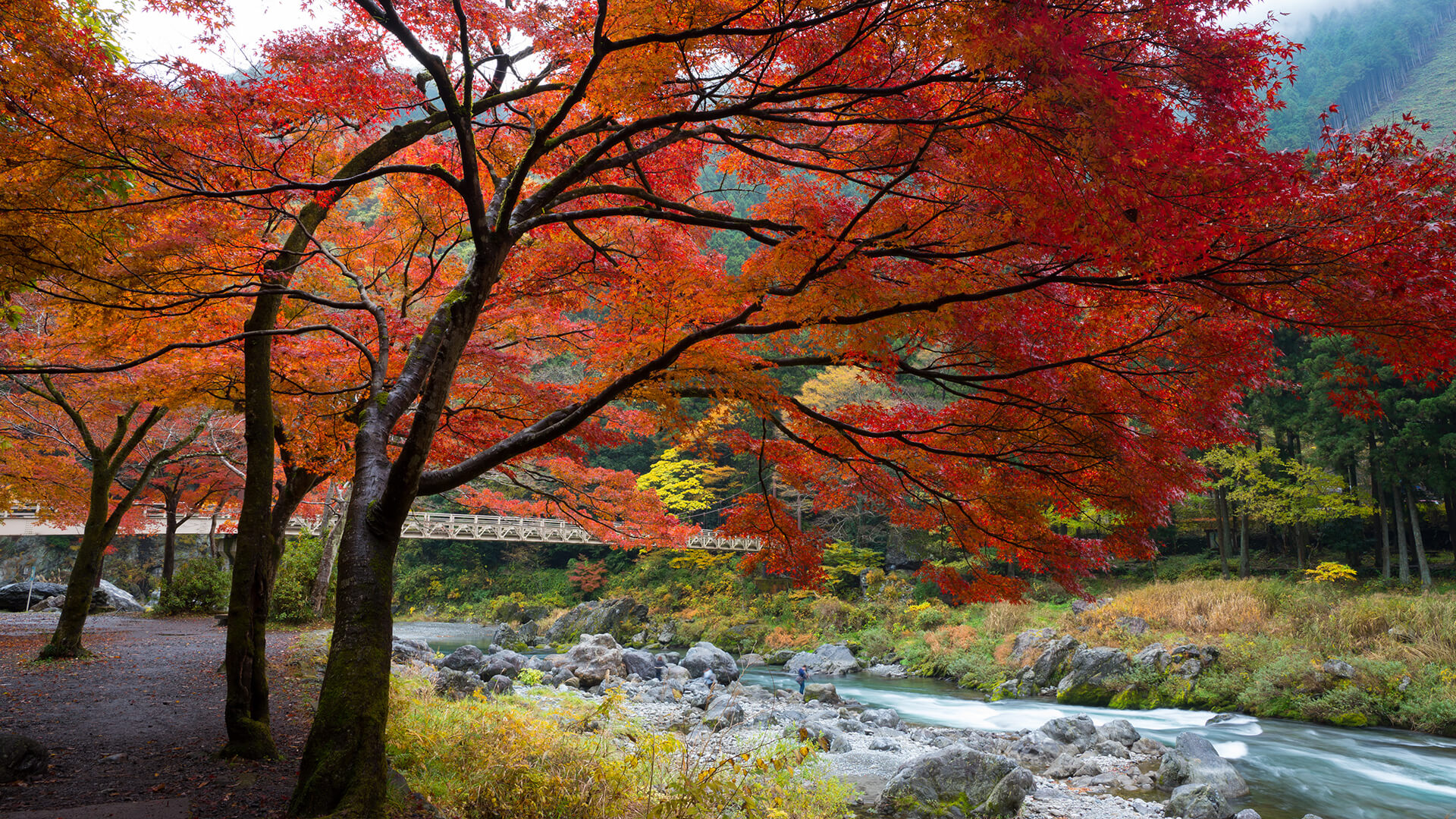 Red leaved trees hanging over a river