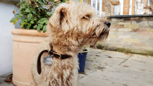 Personalised pet tag